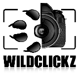 Wildclickz Logo